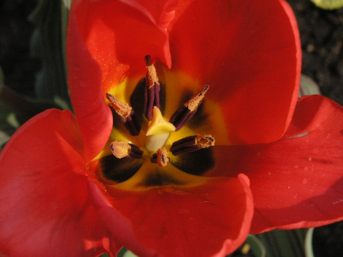 Tulpenstempel