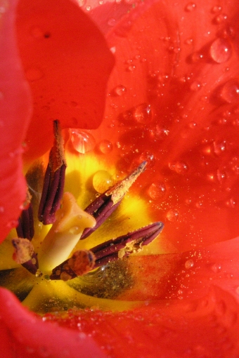 nasse Tulpe mit Stempel