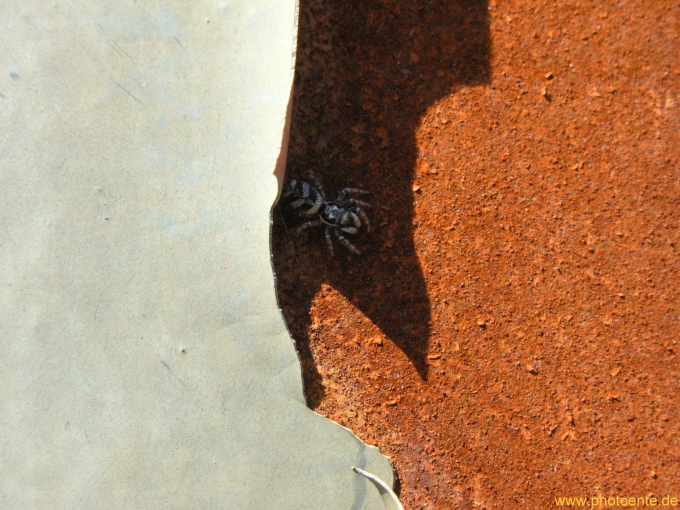 Rost & Spider
