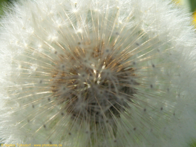 Pusteblume