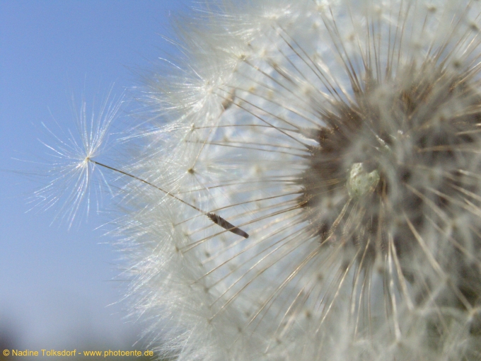 Pusteblume