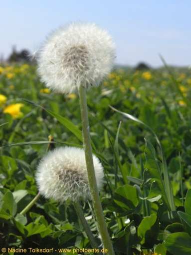 Pusteblumen