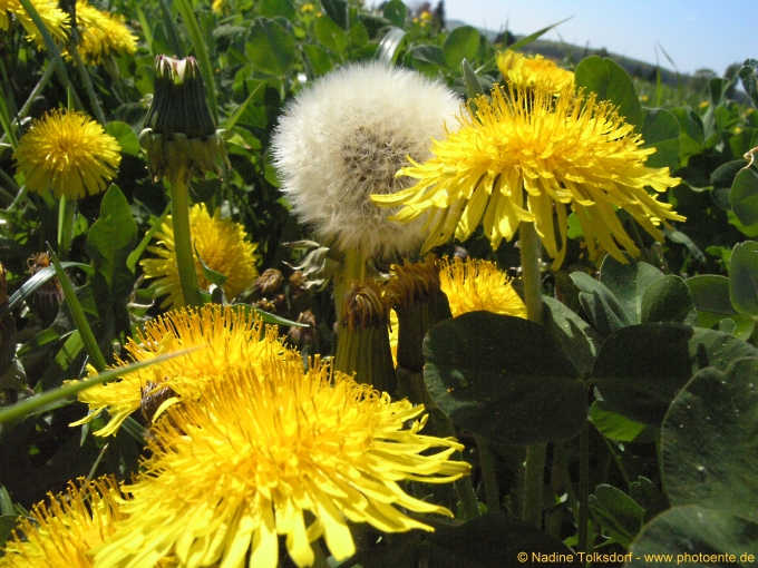 Pusteblumen