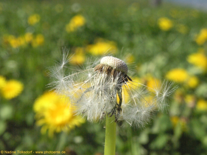 Pusteblume