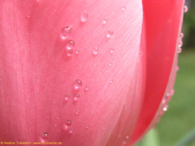 Tulpe