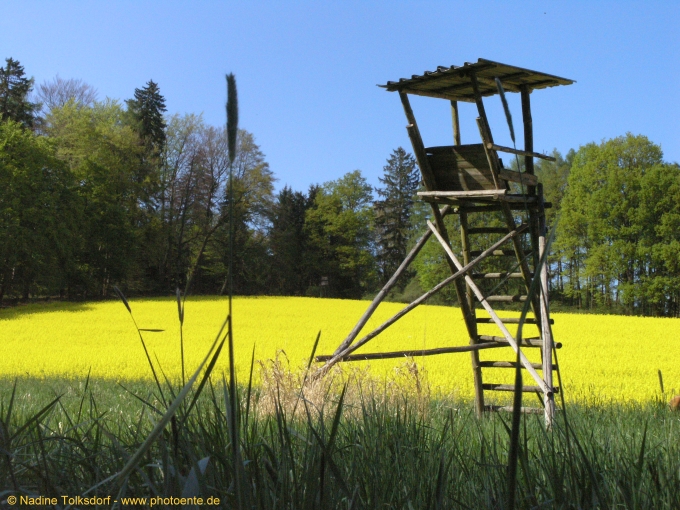 Rapsfeld mit Hochsitz