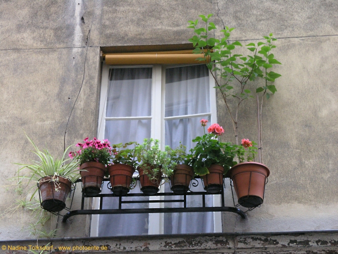 Fensterblumen
