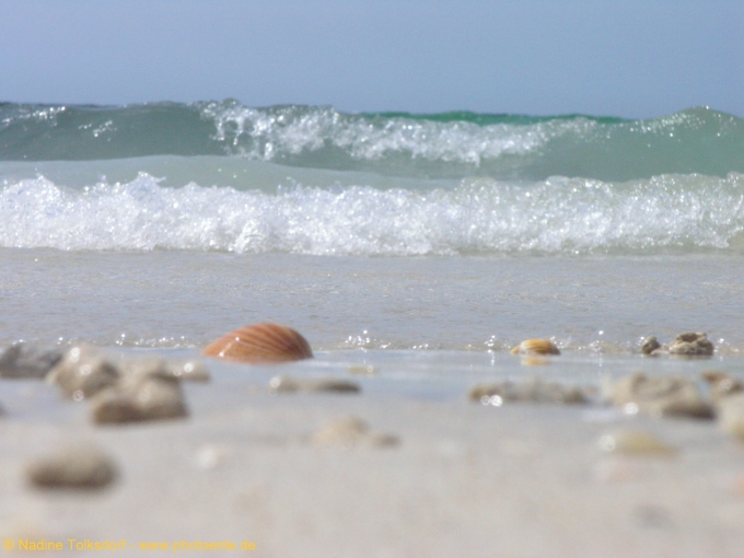 Muscheln in der Flut