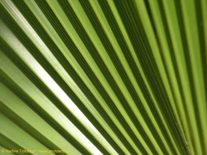 Palmenblatt