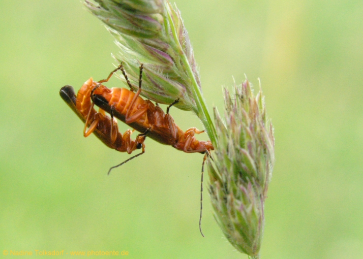 roter Weichkäfer