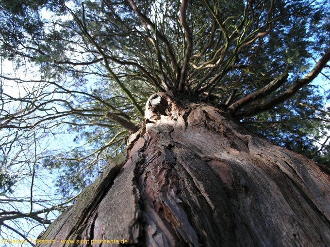 Baum