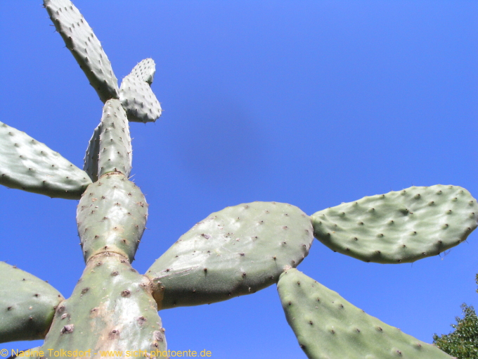 großer Kaktus