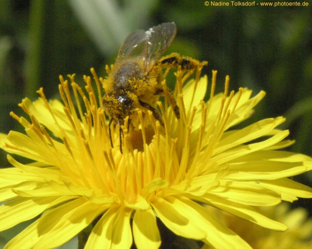 Biene mit Blütenstaub