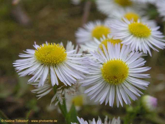 Blümchen