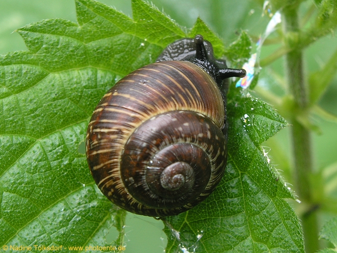 Schnecke