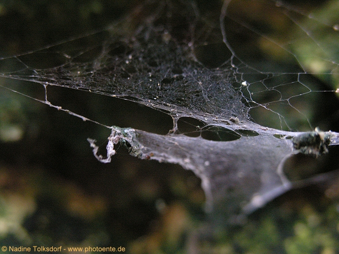 Netz