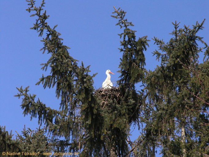 Storch