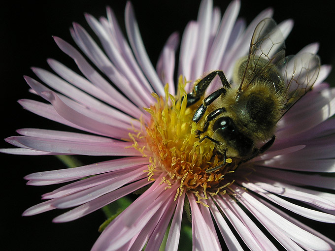 Bienchen