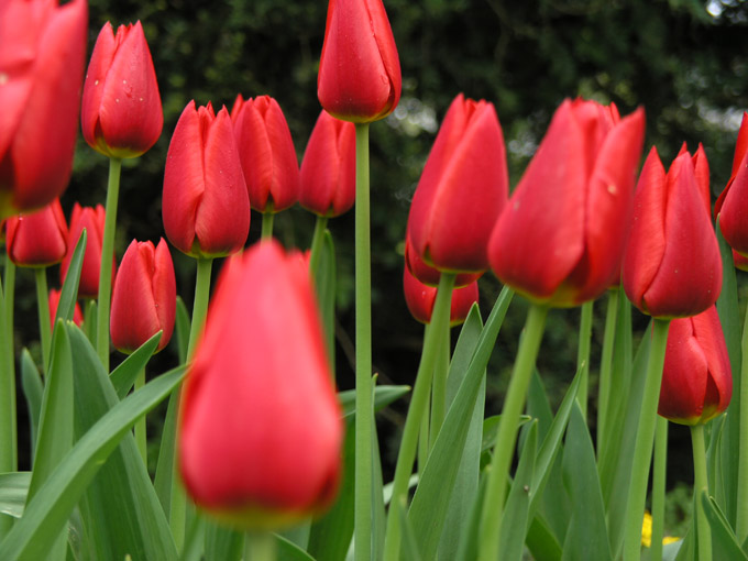 Tulpen