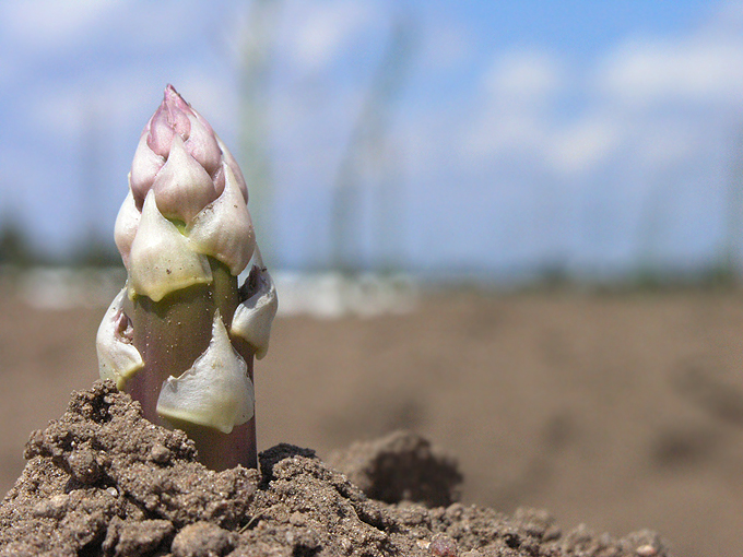 Spargel