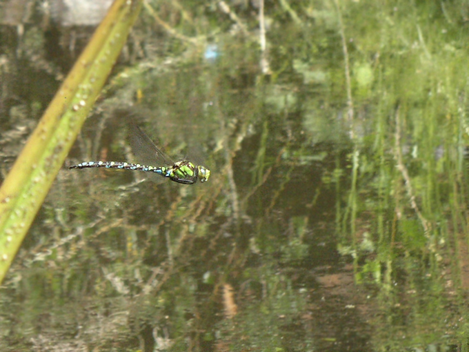 Libelle