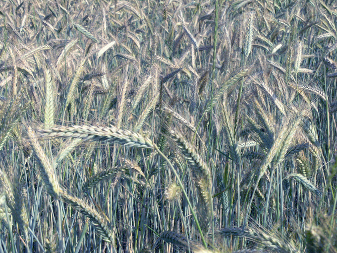 Feld