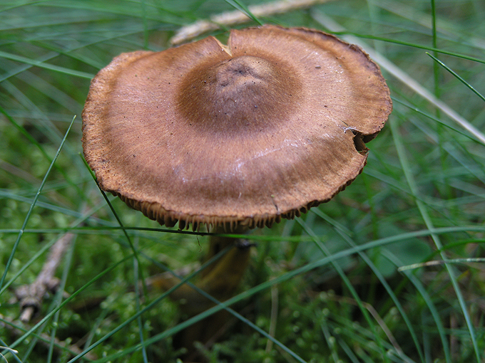 Pilzserie