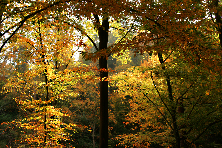 Herbst