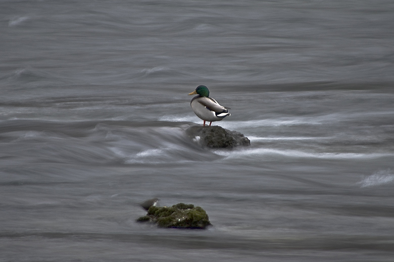 Ente