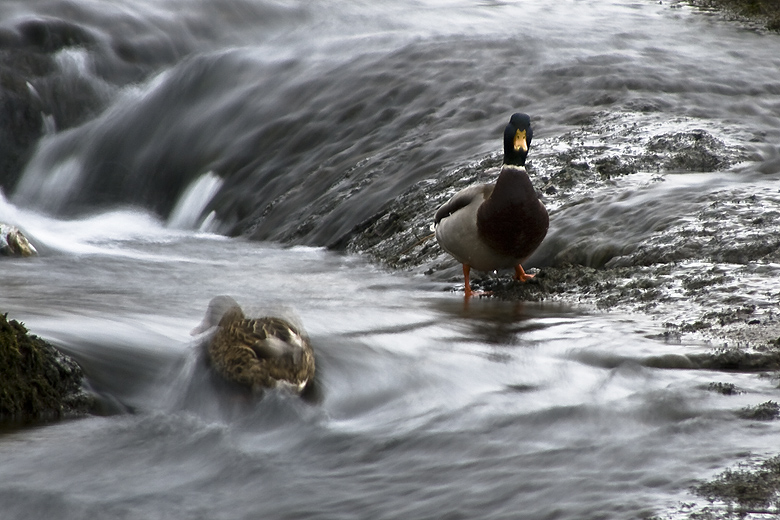 Enten