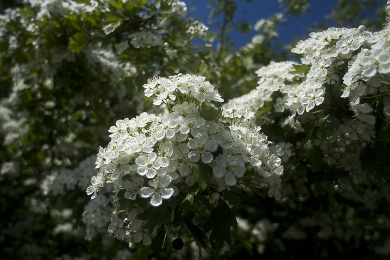 Frühling