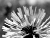 Pusteblume sw