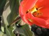 Tulpe mit Stempel