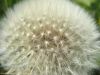 Pusteblume