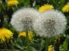 Pusteblumen