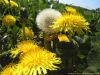 Pusteblumen