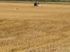 Storch im Flug