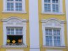 Fensterblumen