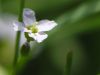 Blüte