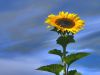 Sonnenblume