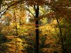 Herbst