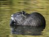 Nutria